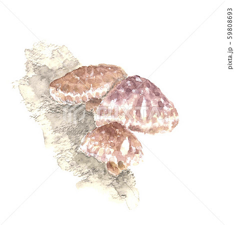 椎茸 シイタケ 原木栽培 水彩 椎茸 シイタケ 原木栽培 水彩 59808693