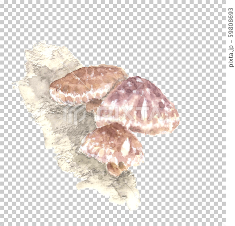 Shiitake mushroom log cultivation watercolor 59808693