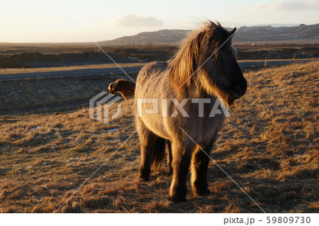 アイスランドの草原の馬 野生 の写真素材