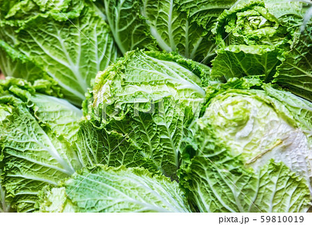 heads of Chinese cabbage collected from the fields heads of Chinese cabbage collected from the fields 59810019