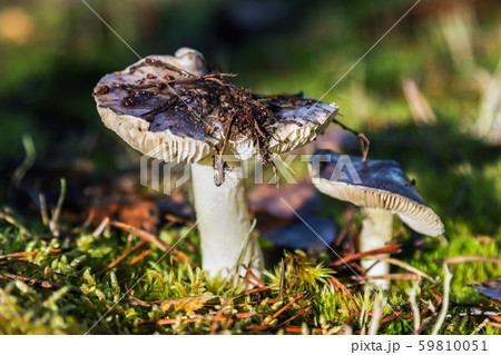 mushrooms Russula grows among the grass mushrooms Russula grows among the grass 59810051