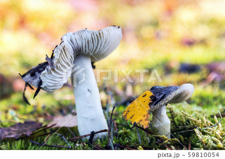 mushrooms Russula grows among the grass mushrooms Russula grows among the grass 59810054
