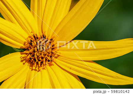 キクイモの花 キクイモの花 59810142