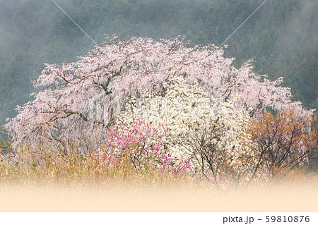 湯来温泉近くの湯の山の満開桜と霧風景です。背景は高い山がそびえています。広島県 湯来温泉近くの湯の山の満開桜と霧風景です。背景は高い山がそびえています。広島県 59810876