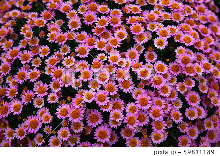 Chrysanthemums small bush autumn bloom Chrysanthemums small bush autumn bloom 59811189