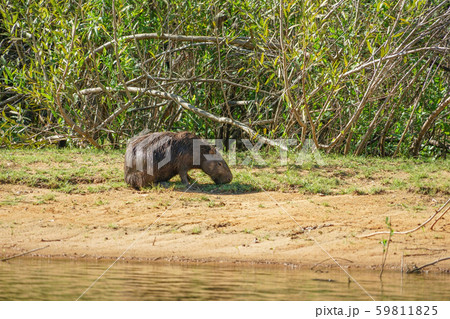 野生のカピバラ 59811825