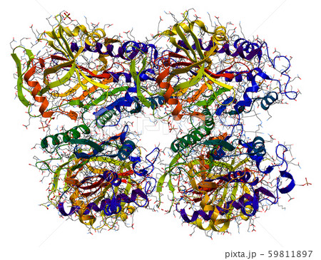 Ovalbumin, the main protein of egg white 59811897