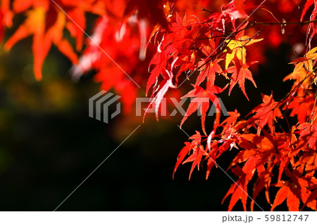 紅葉 紅葉 59812747