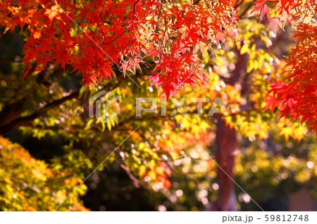 紅葉 紅葉 59812748