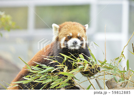 レッサーパンダ 赤パンダ の写真素材