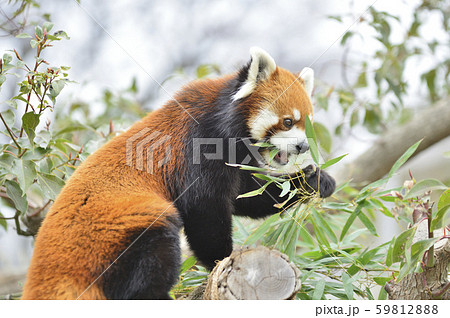 レッサーパンダ（赤パンダ） 59812888