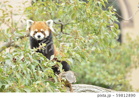 レッサーパンダ（赤パンダ） 59812890