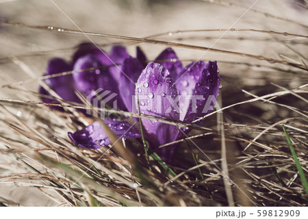 Spring crocus flower 59812909