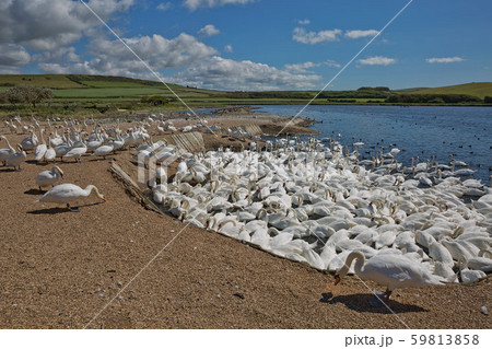 Flock of swans during feeding time at Abbotsbury Flock of swans during feeding time at Abbotsbury 59813858