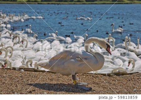 Flock of swans during feeding time at Abbotsbury 59813859