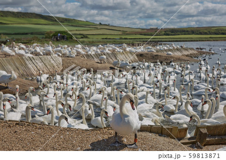 Flock of swans during feeding time at Abbotsbury 59813871