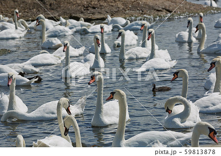 Flock of swans during feeding time at Abbotsbury 59813878