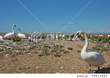 Flock of swans during feeding time at Abbotsbury Flock of swans during feeding time at Abbotsbury 59813881