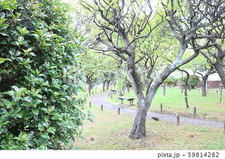 ■ 赤羽台団地 ■ 梅林 ■ 東京都 赤羽台 59814282