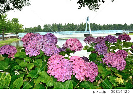 6月水元公園 アジサイ 紫の花 6月水元公園 アジサイ 紫の花 59814429