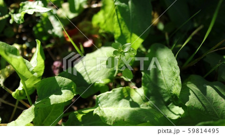 草花 草花 59814495