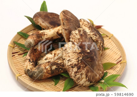 松茸 松茸 59814690