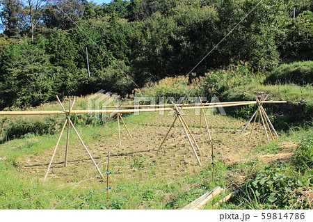松崎町　石部の棚田の秋の風景 59814786