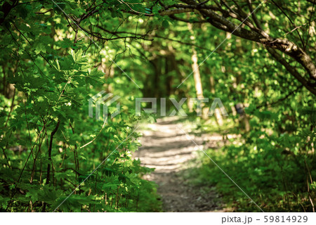 Summer green forest 59814929