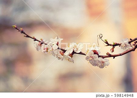Apricot tree blossoms 59814948