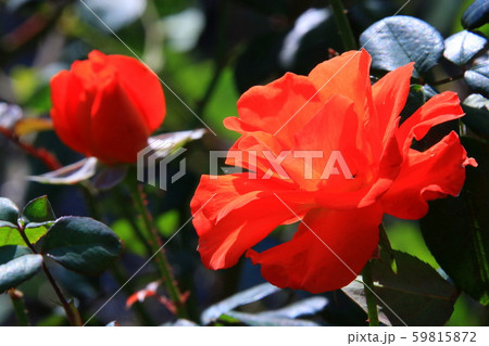 バラの花 バラの花 59815872