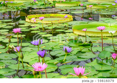 別府温泉地獄めぐり【大分県】 59816079