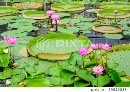 別府温泉地獄めぐり【大分県】 別府温泉地獄めぐり【大分県】 59816083