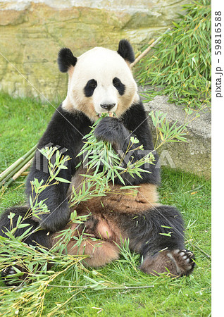 笹の葉を食べるパンダの写真素材