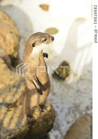 カワウソ 59816682