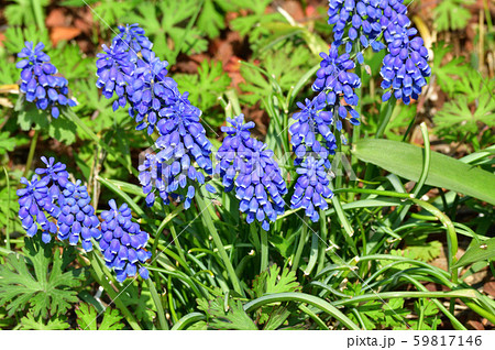 ムスカリの一種と推定される植物の青い花を撮影した写真 ムスカリの一種と推定される植物の青い花を撮影した写真 59817146