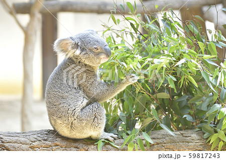 木の上のコアラ 木の上のコアラ 59817243