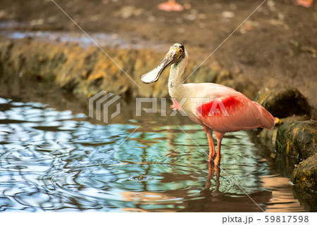 spoonbill in the water in summer time 59817598