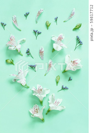Flowers on a light green background Flowers on a light green background 59817712