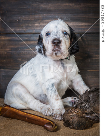 english setter puppy dog with knife and duck english setter puppy dog with knife and duck 59817738