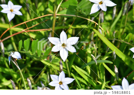 ハナニラと推定される植物の白い花をハイアングルで撮影した写真 59818801