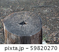 切り株 59820270