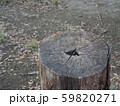 切り株 59820271