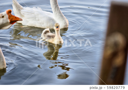 ギース 鵞鳥 ガチョウ 59820779