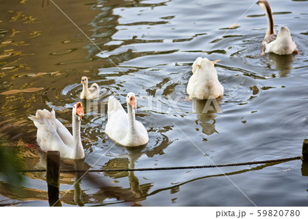 ギース 鵞鳥 ガチョウ 59820780