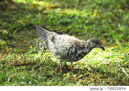 Pigeons on the grass 59820934