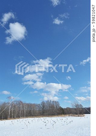 伊藤サンクチュアリに集まったタンチョウ（北海道・鶴居村） 59821047