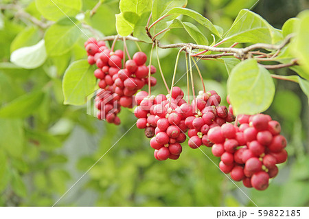 Red fruits of schisandra growing on branch in row. 59822185