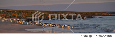 Gentoo Penguins on Bleaker Island Gentoo Penguins on Bleaker Island 59822406
