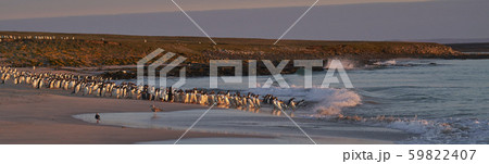 Gentoo Penguins on Bleaker Island Gentoo Penguins on Bleaker Island 59822407