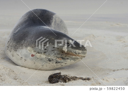 Leopard Seal (Hydrurga leptonyx) 59822450